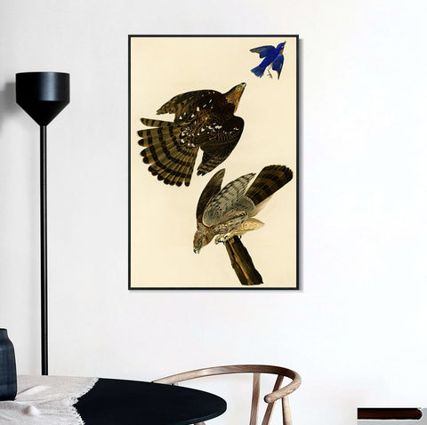 INVIN ART Framed Canvas Giclee Print Stanley Hawk#45 by John James Audubon Wall Art Living Room Home Office Decorations