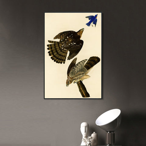 INVIN ART Framed Canvas Giclee Print Stanley Hawk#45 by John James Audubon Wall Art Living Room Home Office Decorations