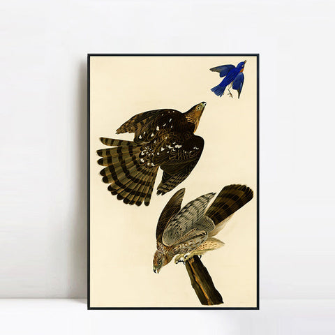 INVIN ART Framed Canvas Giclee Print Stanley Hawk#45 by John James Audubon Wall Art Living Room Home Office Decorations