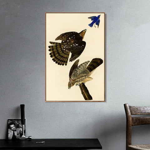 INVIN ART Framed Canvas Giclee Print Stanley Hawk#45 by John James Audubon Wall Art Living Room Home Office Decorations