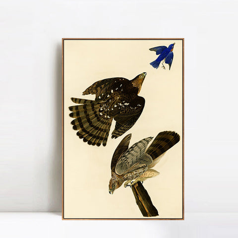 INVIN ART Framed Canvas Giclee Print Stanley Hawk#45 by John James Audubon Wall Art Living Room Home Office Decorations