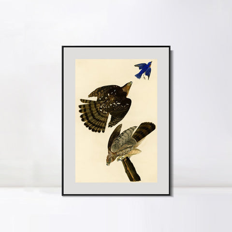 INVIN ART Metal Framed Canvas Giclee Print Stanley Hawk#45 by John James Audubon Wall Art Living Room Home Office Decorations