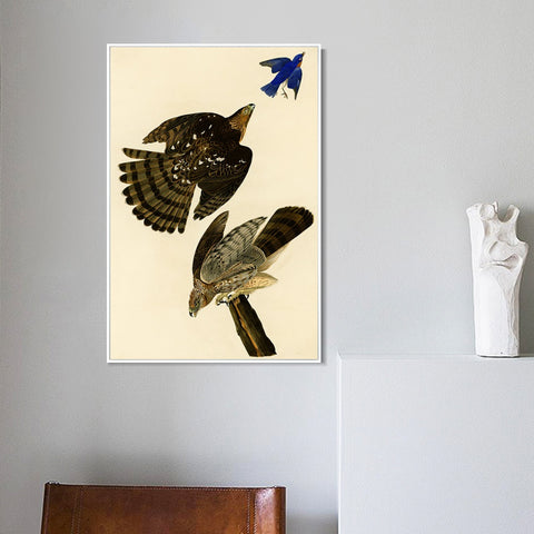 INVIN ART Framed Canvas Giclee Print Stanley Hawk#45 by John James Audubon Wall Art Living Room Home Office Decorations