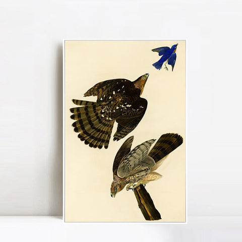 INVIN ART Framed Canvas Giclee Print Stanley Hawk#45 by John James Audubon Wall Art Living Room Home Office Decorations