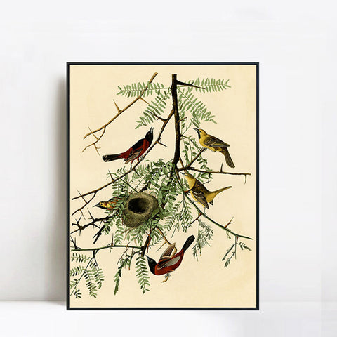 INVIN ART Framed Canvas Giclee Print Orchard Oriole by John James Audubon Wall Art Living Room Home Office Decorations