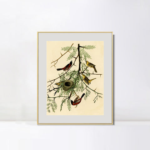 INVIN ART Metal Framed Canvas Giclee Print Orchard Oriole by John James Audubon Wall Art Living Room Home Office Decorations