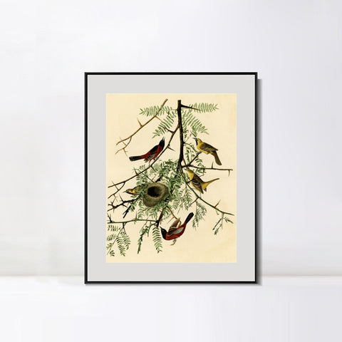 INVIN ART Metal Framed Canvas Giclee Print Orchard Oriole by John James Audubon Wall Art Living Room Home Office Decorations