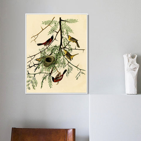 INVIN ART Framed Canvas Giclee Print Orchard Oriole by John James Audubon Wall Art Living Room Home Office Decorations