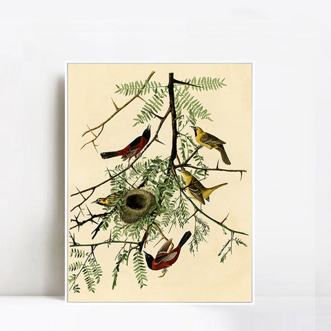 INVIN ART Framed Canvas Giclee Print Orchard Oriole by John James Audubon Wall Art Living Room Home Office Decorations