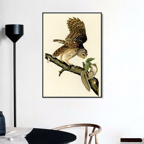 INVIN ART Framed Canvas Giclee Print Barred Owl by John James Audubon Wall Art Living Room Home Office Decorations