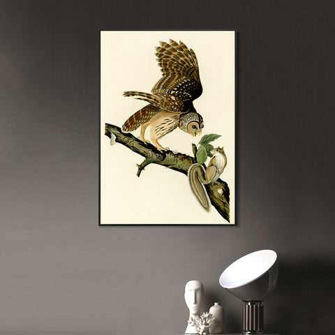 INVIN ART Framed Canvas Giclee Print Barred Owl by John James Audubon Wall Art Living Room Home Office Decorations