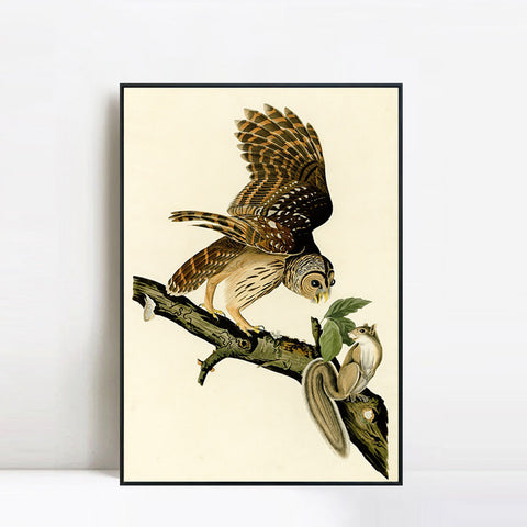 INVIN ART Framed Canvas Giclee Print Barred Owl by John James Audubon Wall Art Living Room Home Office Decorations