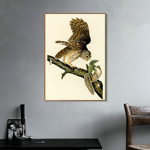 INVIN ART Framed Canvas Giclee Print Barred Owl by John James Audubon Wall Art Living Room Home Office Decorations