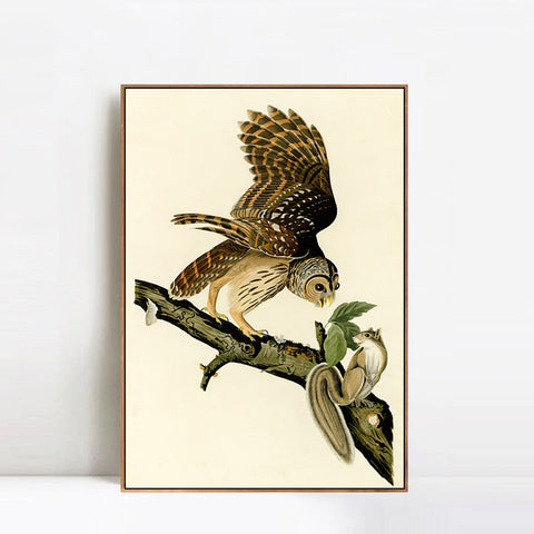INVIN ART Framed Canvas Giclee Print Barred Owl by John James Audubon Wall Art Living Room Home Office Decorations