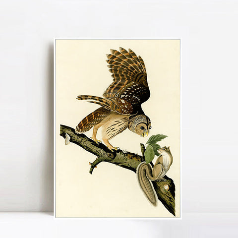 INVIN ART Framed Canvas Giclee Print Barred Owl by John James Audubon Wall Art Living Room Home Office Decorations