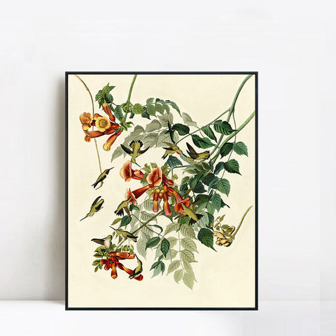 INVIN ART Framed Canvas Giclee Print Ruby throated Humming Bird by John James Audubon Wall Art Living Room Home Office Decorations