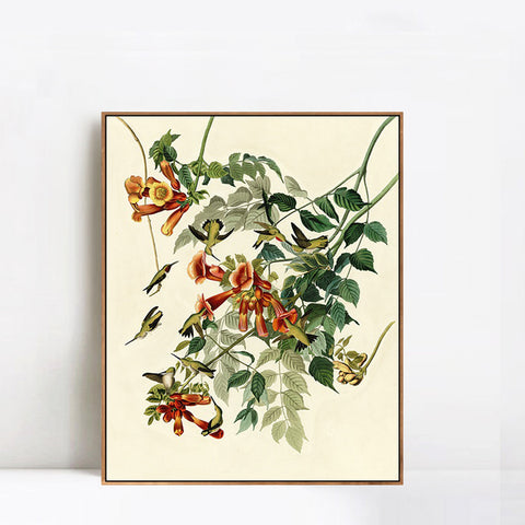 INVIN ART Framed Canvas Giclee Print Ruby throated Humming Bird by John James Audubon Wall Art Living Room Home Office Decorations