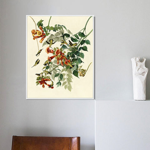 INVIN ART Framed Canvas Giclee Print Ruby throated Humming Bird by John James Audubon Wall Art Living Room Home Office Decorations