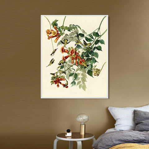 INVIN ART Framed Canvas Giclee Print Ruby throated Humming Bird by John James Audubon Wall Art Living Room Home Office Decorations