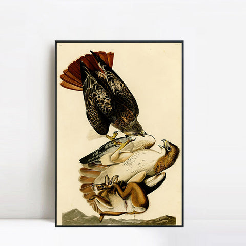 INVIN ART Framed Canvas Giclee Print Red tailed Hawk by John James Audubon Wall Art Living Room Home Office Decorations