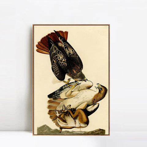 INVIN ART Framed Canvas Giclee Print Red tailed Hawk by John James Audubon Wall Art Living Room Home Office Decorations