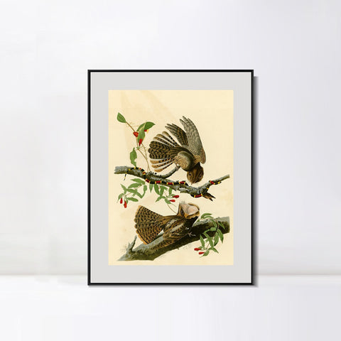 INVIN ART Metal Framed Canvas Giclee Print Chuck will's Widow by John James Audubon Wall Art Living Room Home Office Decorations