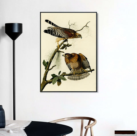 INVIN ART Framed Canvas Giclee Print Red shouldered Hawk by John James Audubon Wall Art Living Room Home Office Decorations