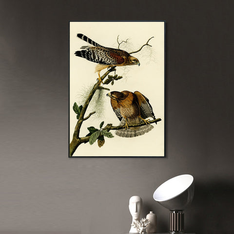 INVIN ART Framed Canvas Giclee Print Red shouldered Hawk by John James Audubon Wall Art Living Room Home Office Decorations