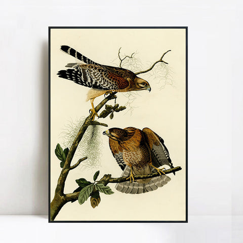 INVIN ART Framed Canvas Giclee Print Red shouldered Hawk by John James Audubon Wall Art Living Room Home Office Decorations