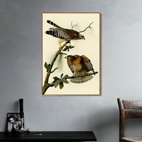 INVIN ART Framed Canvas Giclee Print Red shouldered Hawk by John James Audubon Wall Art Living Room Home Office Decorations