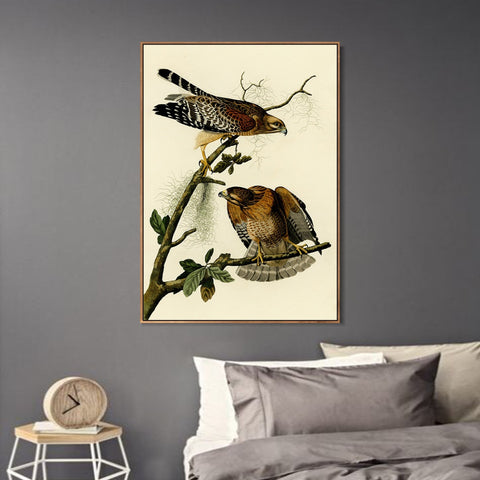 INVIN ART Framed Canvas Giclee Print Red shouldered Hawk by John James Audubon Wall Art Living Room Home Office Decorations