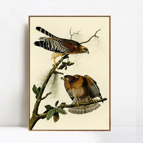 INVIN ART Framed Canvas Giclee Print Red shouldered Hawk by John James Audubon Wall Art Living Room Home Office Decorations
