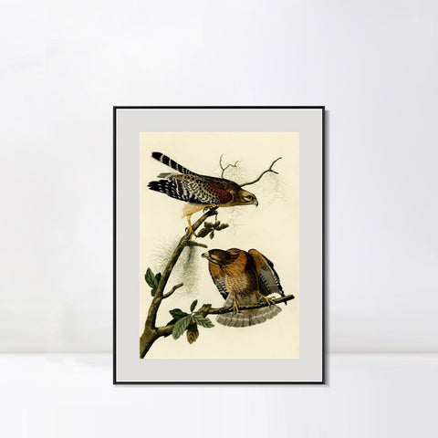 INVIN ART Metal Framed Canvas Giclee Print Red shouldered Hawk by John James Audubon Wall Art Living Room Home Office Decorations
