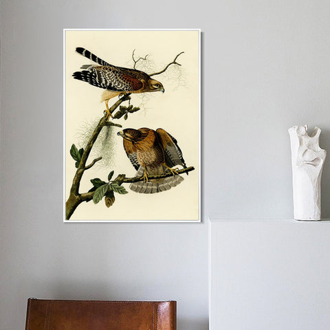 INVIN ART Framed Canvas Giclee Print Red shouldered Hawk by John James Audubon Wall Art Living Room Home Office Decorations