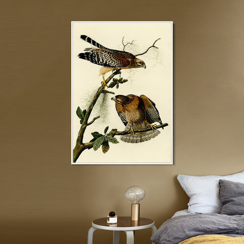 INVIN ART Framed Canvas Giclee Print Red shouldered Hawk by John James Audubon Wall Art Living Room Home Office Decorations