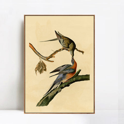INVIN ART Framed Canvas Giclee Print Passenger Pigeon by John James Audubon Wall Art Living Room Home Office Decorations