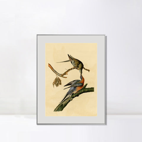 INVIN ART Metal Framed Canvas Giclee Print Passenger Pigeon by John James Audubon Wall Art Living Room Home Office Decorations
