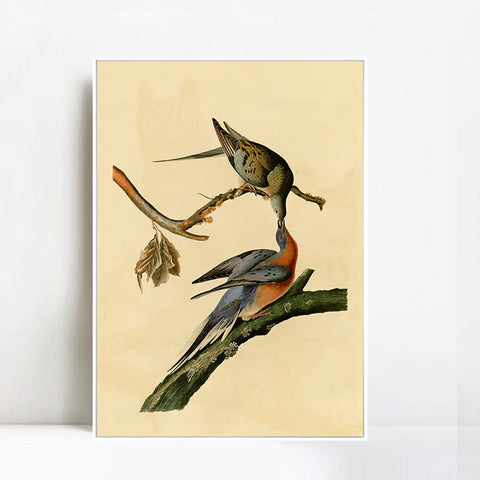 INVIN ART Framed Canvas Giclee Print Passenger Pigeon by John James Audubon Wall Art Living Room Home Office Decorations