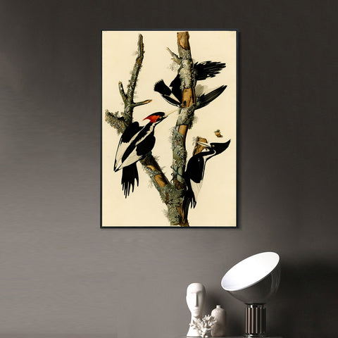 INVIN ART Framed Canvas Giclee Print Ivory billed Woodpecker by John James Audubon Wall Art Living Room Home Office Decorations
