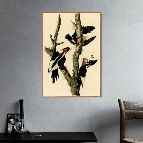 INVIN ART Framed Canvas Giclee Print Ivory billed Woodpecker by John James Audubon Wall Art Living Room Home Office Decorations