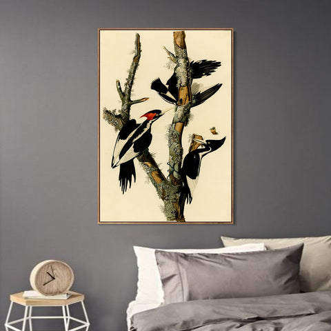 INVIN ART Framed Canvas Giclee Print Ivory billed Woodpecker by John James Audubon Wall Art Living Room Home Office Decorations