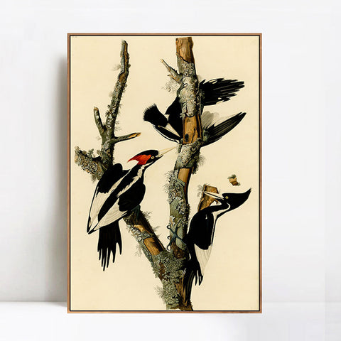INVIN ART Framed Canvas Giclee Print Ivory billed Woodpecker by John James Audubon Wall Art Living Room Home Office Decorations