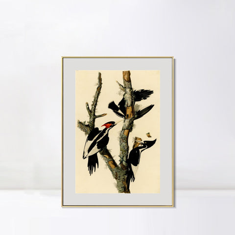 INVIN ART Metal Framed Canvas Giclee Print Ivory billed Woodpecker by John James Audubon Wall Art Living Room Home Office Decorations