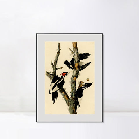 INVIN ART Metal Framed Canvas Giclee Print Ivory billed Woodpecker by John James Audubon Wall Art Living Room Home Office Decorations