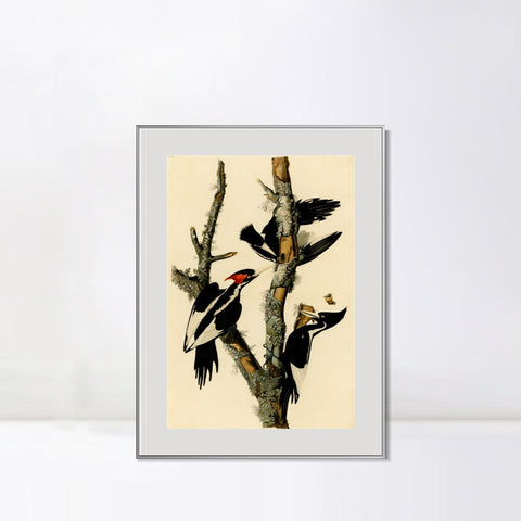 INVIN ART Metal Framed Canvas Giclee Print Ivory billed Woodpecker by John James Audubon Wall Art Living Room Home Office Decorations