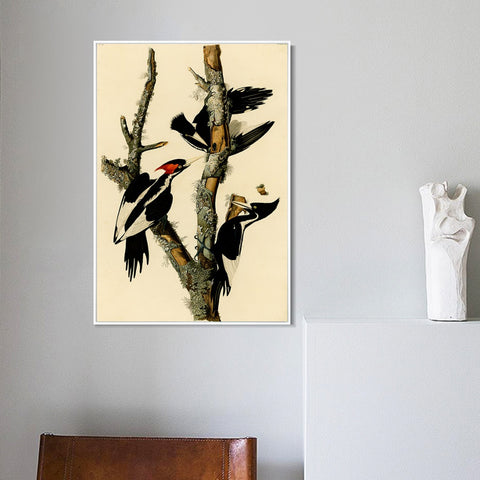 INVIN ART Framed Canvas Giclee Print Ivory billed Woodpecker by John James Audubon Wall Art Living Room Home Office Decorations