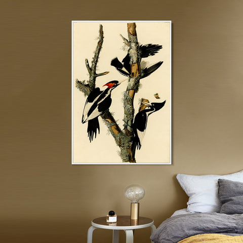 INVIN ART Framed Canvas Giclee Print Ivory billed Woodpecker by John James Audubon Wall Art Living Room Home Office Decorations