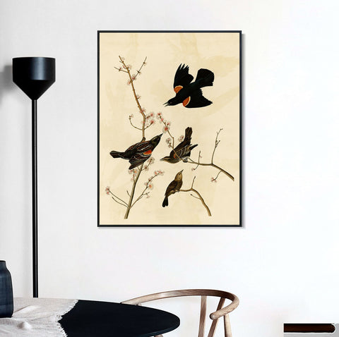 INVIN ART Framed Canvas Giclee Print Red winged Starling or Marsh Blackbird by John James Audubon Wall Art Living Room Home Office Decorations