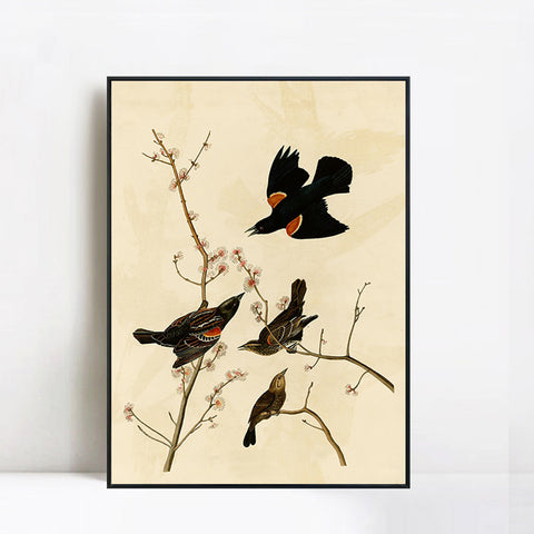 INVIN ART Framed Canvas Giclee Print Red winged Starling or Marsh Blackbird by John James Audubon Wall Art Living Room Home Office Decorations