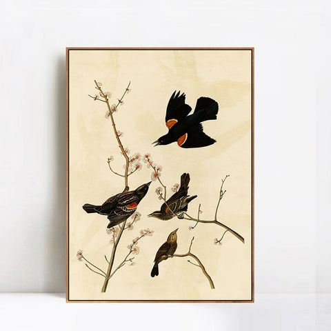INVIN ART Framed Canvas Giclee Print Red winged Starling or Marsh Blackbird by John James Audubon Wall Art Living Room Home Office Decorations
